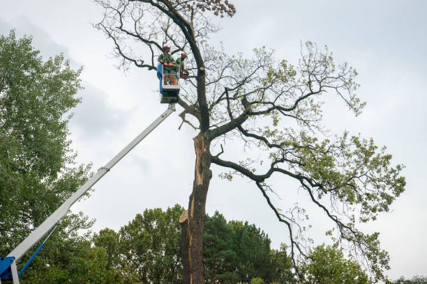 Trusted Sugarmill Woods, FL Tree Services Experts